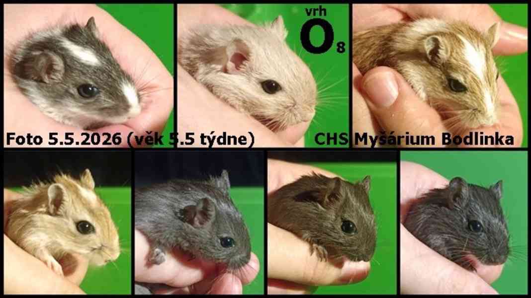 Pískomil mladata - foto 3
