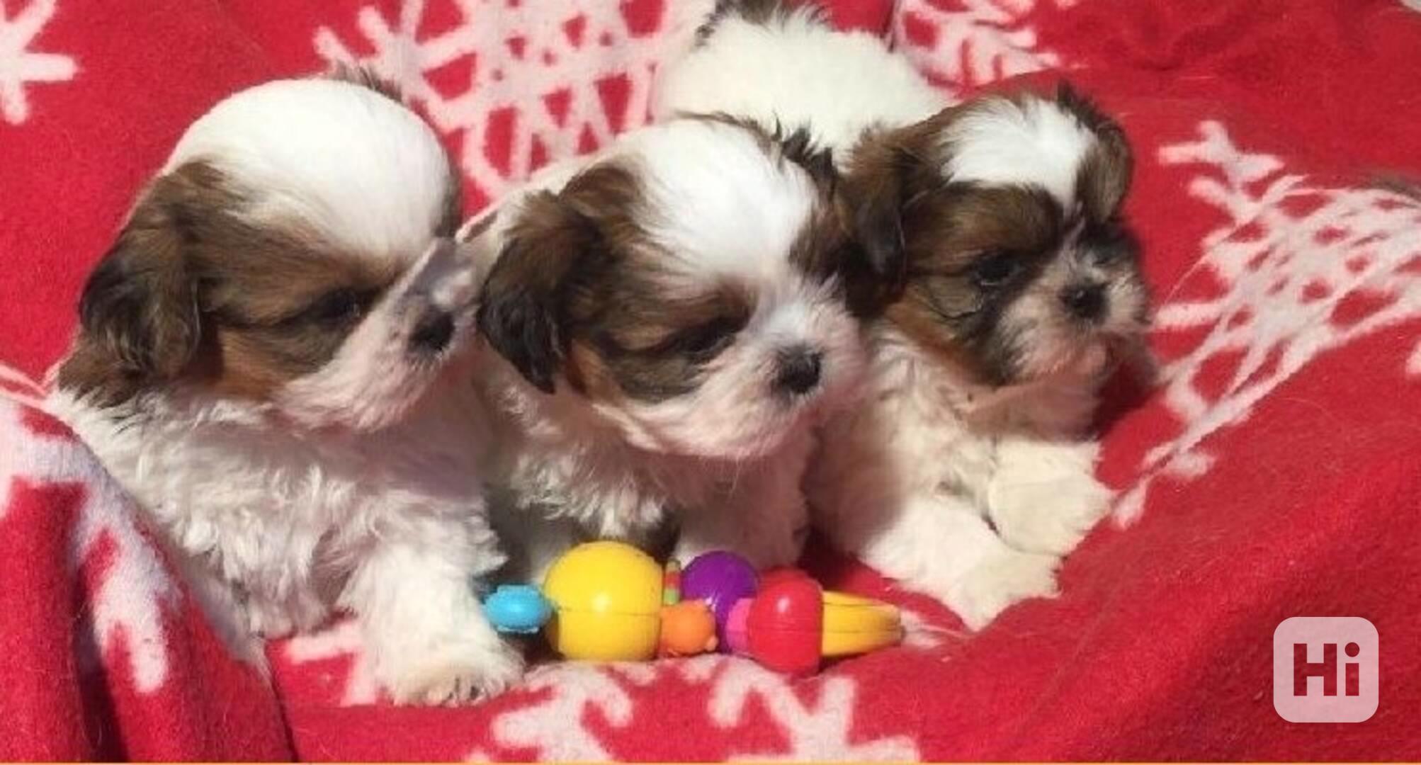 SHIH TZU Tricolor !!! / / - foto 1