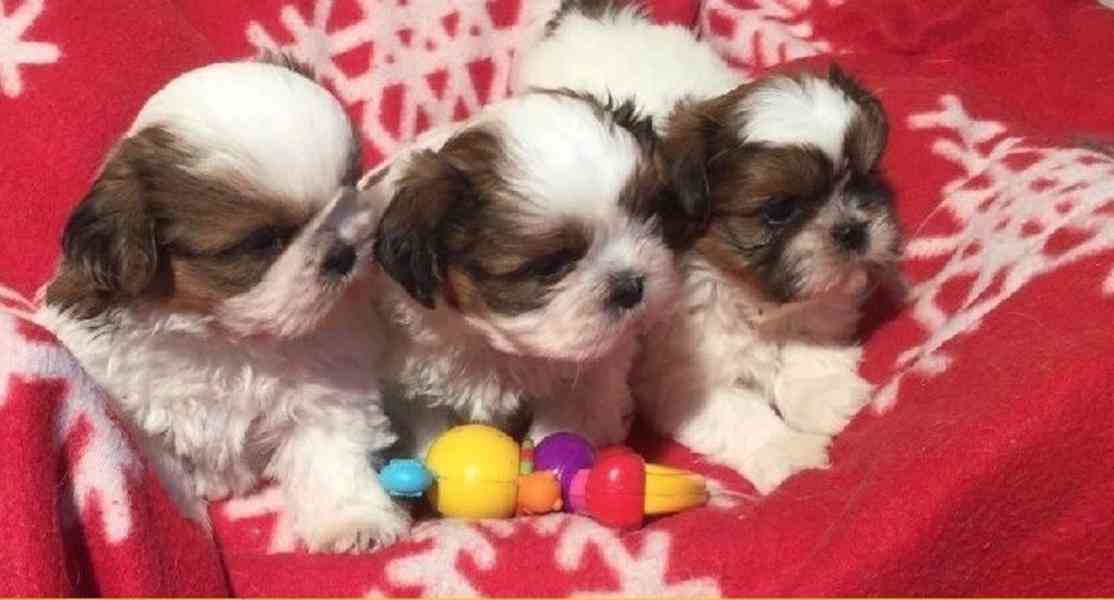 SHIH TZU Tricolor !!! / / - foto 1