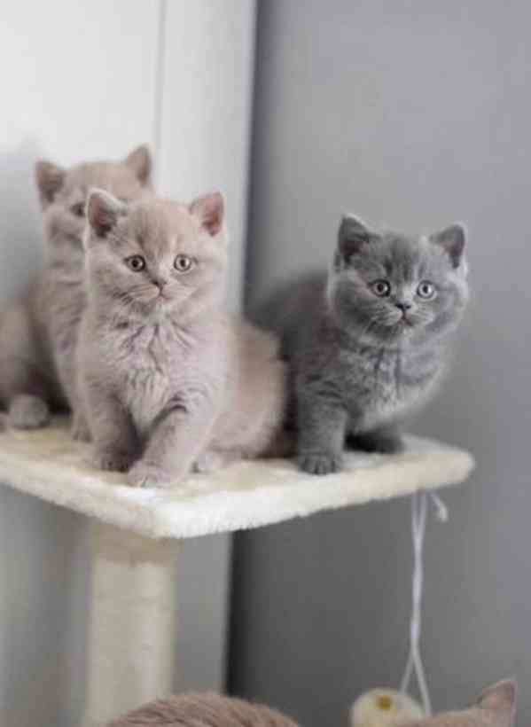 british shorthair kittens for adoption - foto 1