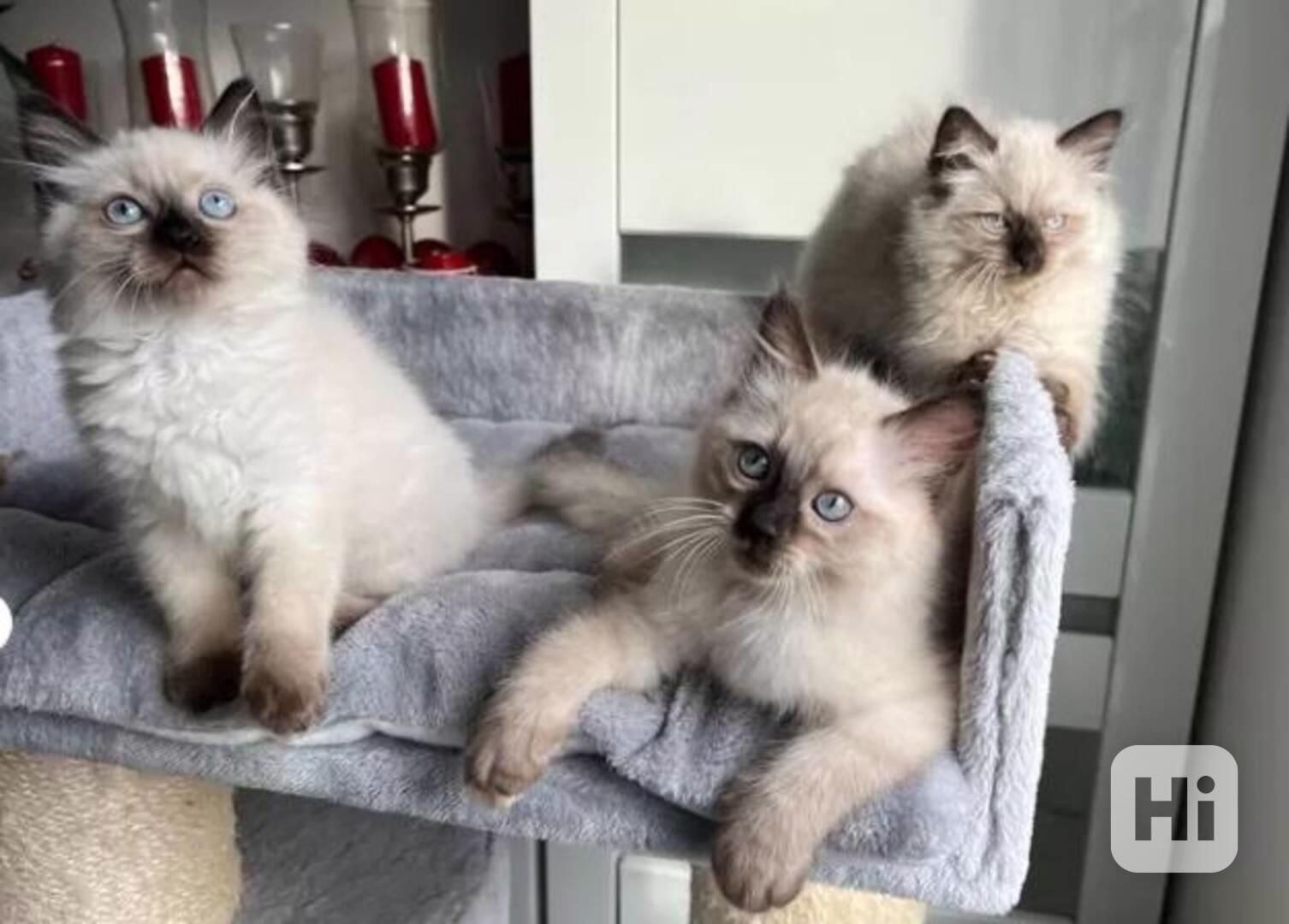 Krásná koťátka plemene Ragdoll, holčičky a kluci, připraveni - foto 1