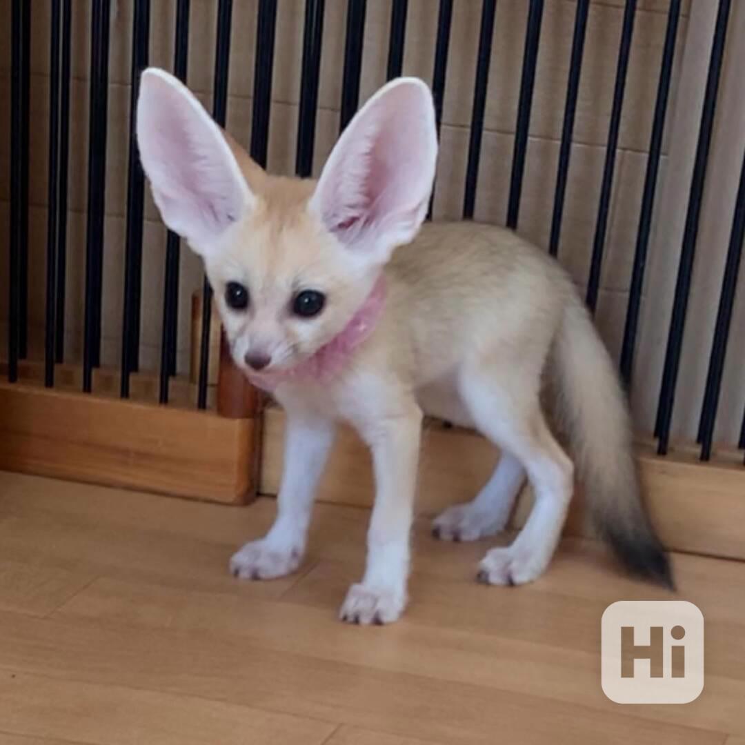  Fennec liška k bezplatné adopci zcela dárek  - foto 1