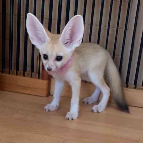  Fennec liška k bezplatné adopci zcela dárek  - foto 1