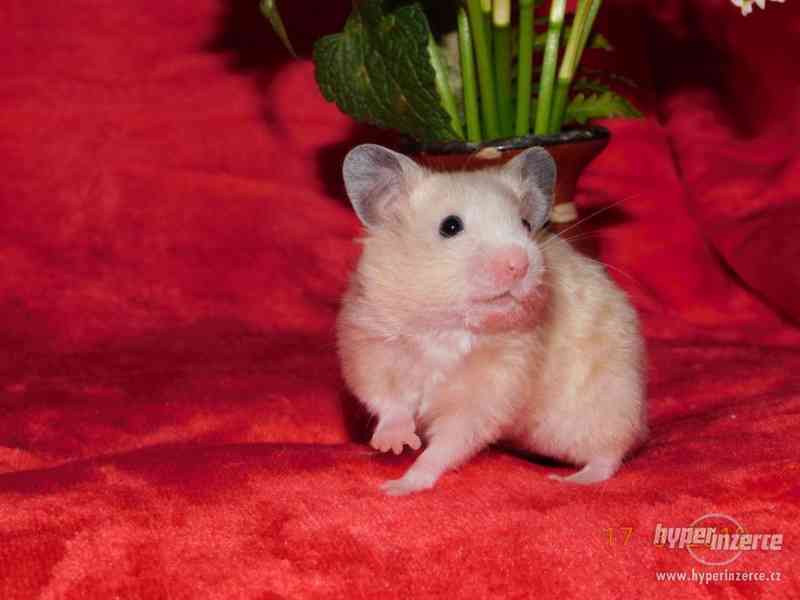 Křeček syrský - mláďátka na mazlení - foto 9
