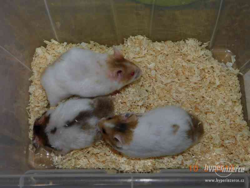 Křeček syrský - mláďátka na mazlení - foto 16