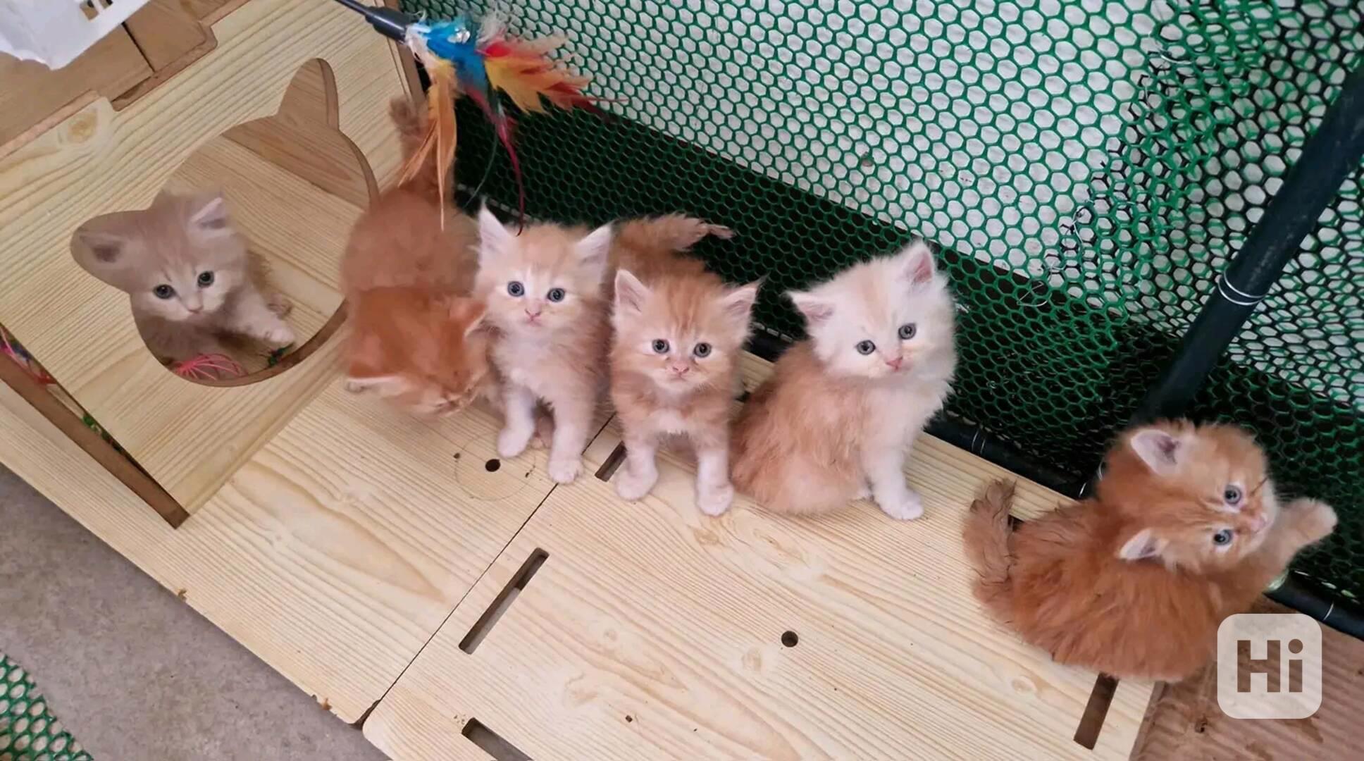 Koťata Mainská mývalí koťata k adopci. - foto 1