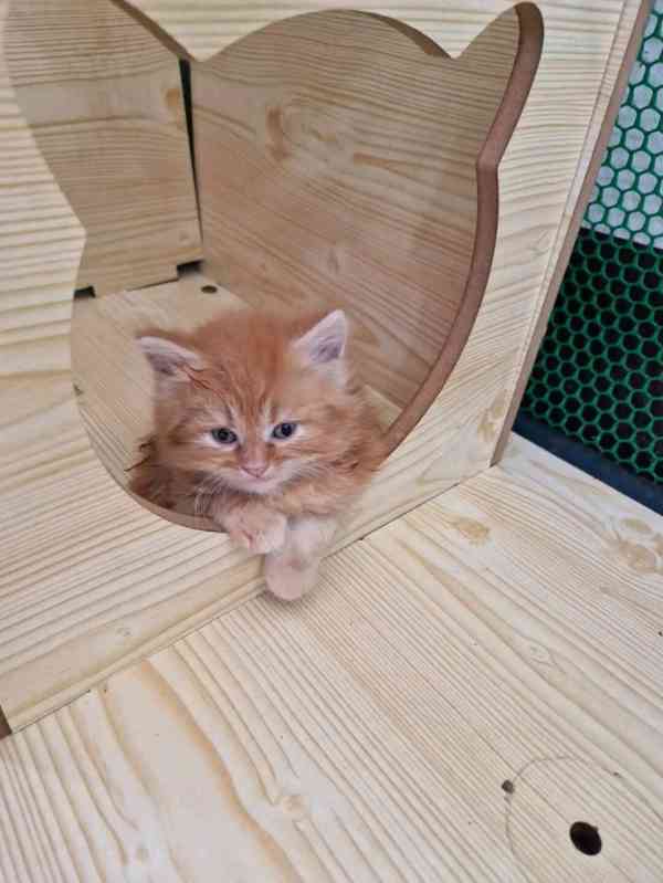 Koťata Mainská mývalí koťata k adopci. - foto 2