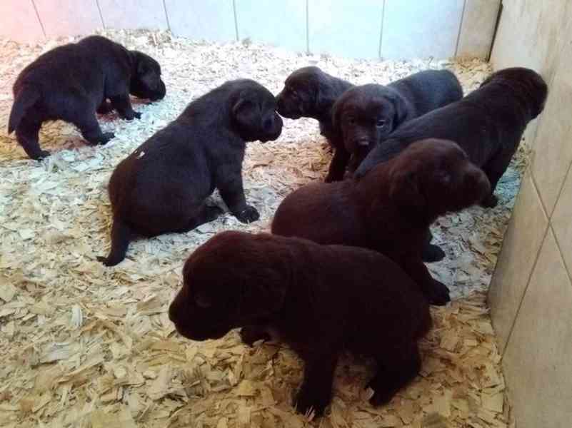 Krásná štěňata labradora k adopci