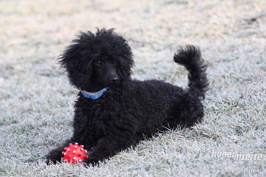Pudl trpasličí černý s PP - foto 1