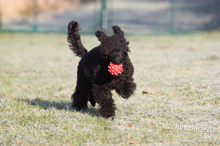 Pudl trpasličí černý s PP - foto 2