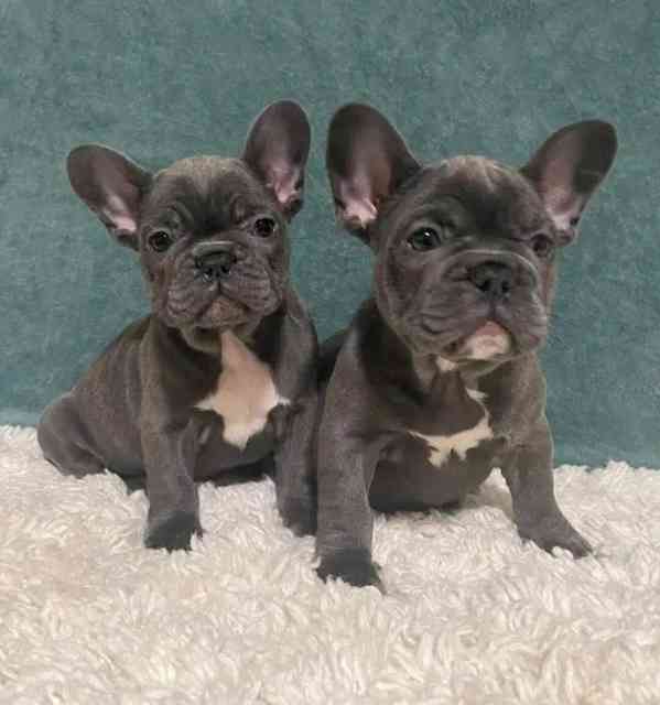 Plavý bretaňský baset je krátkonohé plemeno. Setkat se s ním - foto 1