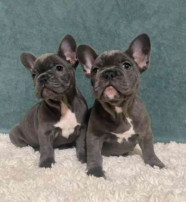 Plavý bretaňský baset je krátkonohé plemeno. Setkat se s ním - foto 2