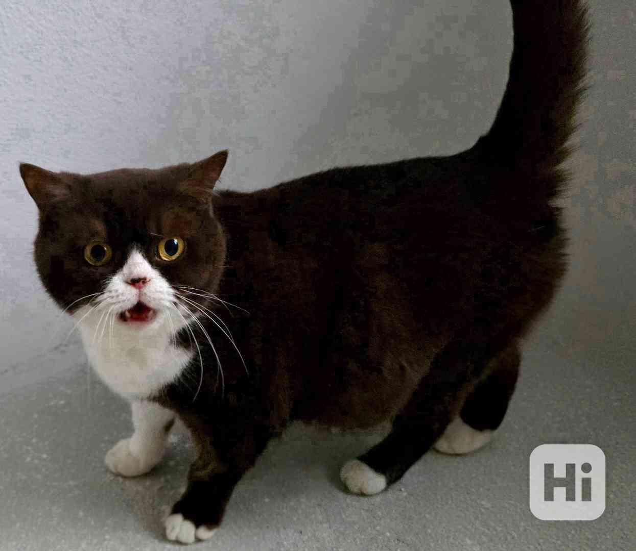 Britská kočka s PP - foto 1