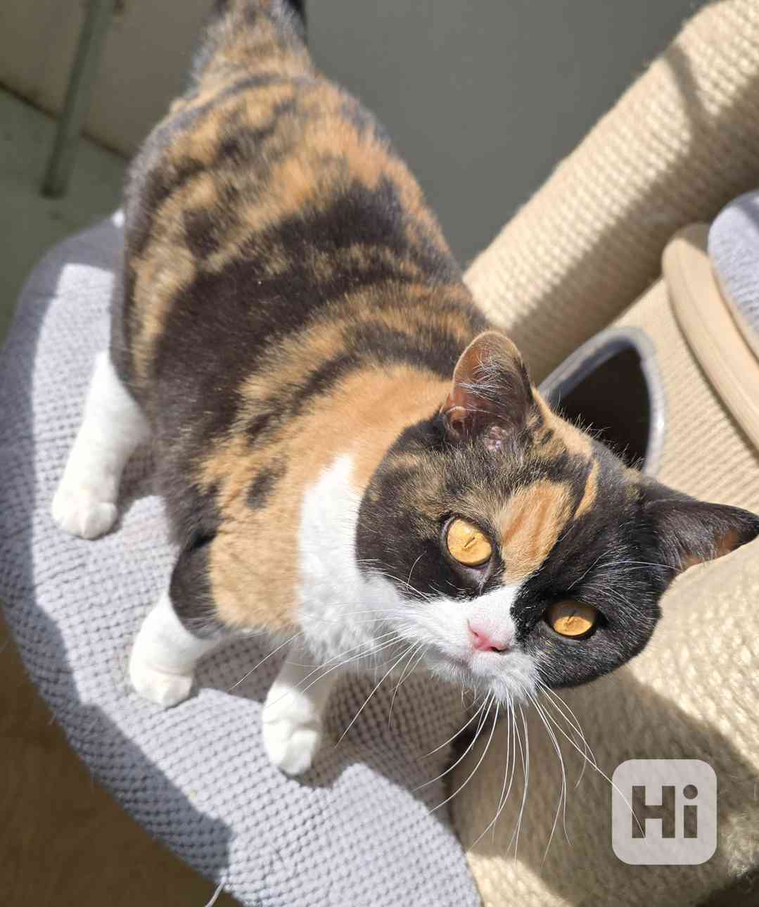 Britská kočka s PP - foto 1