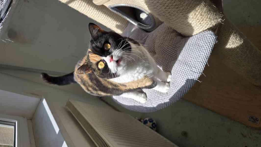 Britská kočka s PP - foto 3