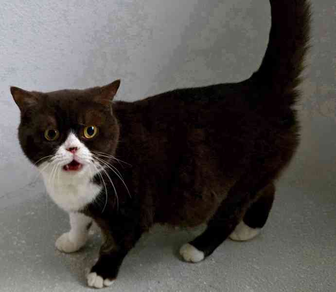 Britská kočka s PP - foto 1