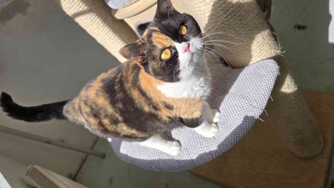 Britská kočka s PP - foto 2