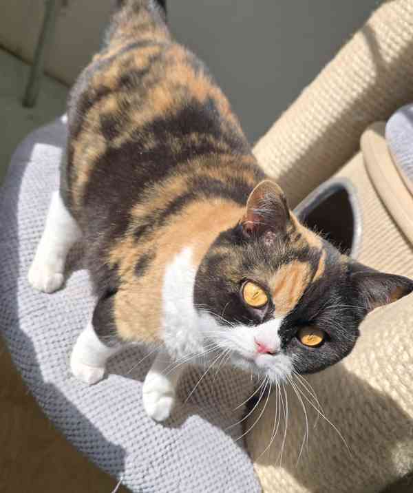 Britská kočka s PP - foto 1