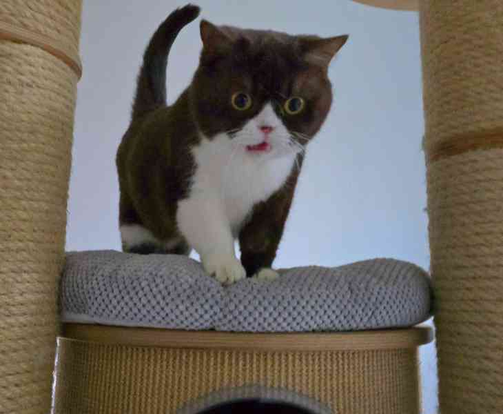 Britská kočka s PP - foto 3