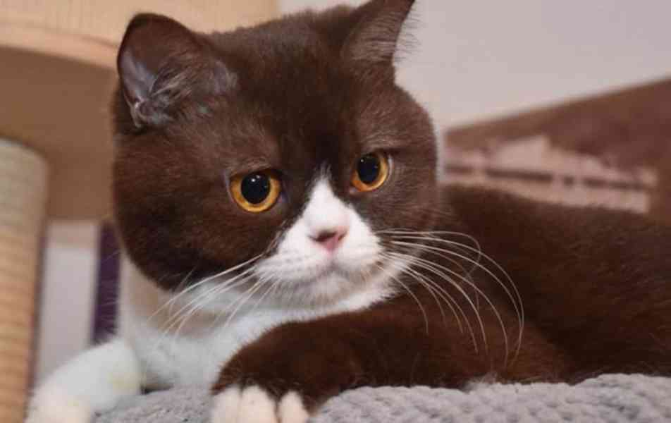 Britská kočka s PP - foto 2