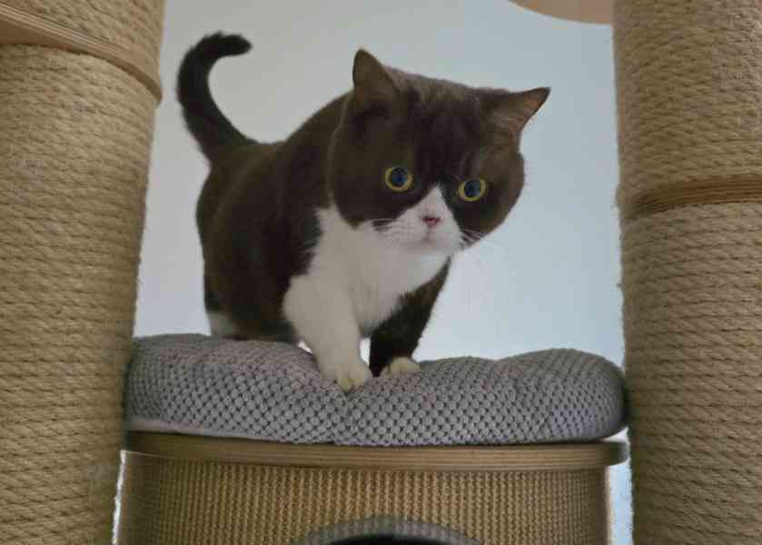 Britská kočka s PP - foto 4