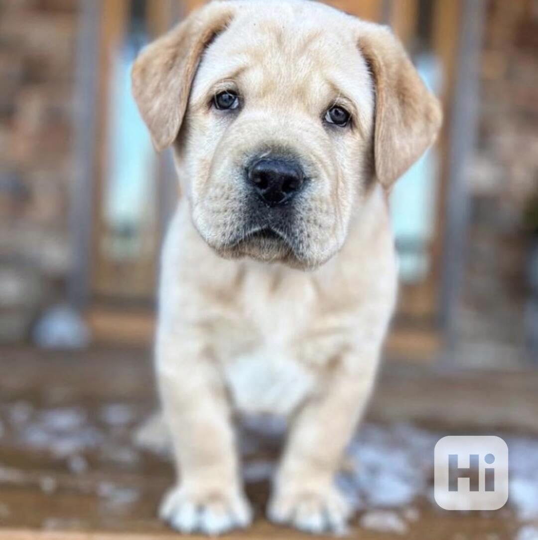 DRAHOCENNÝ LABRADOR ŠTENATA ZDARMA - foto 1