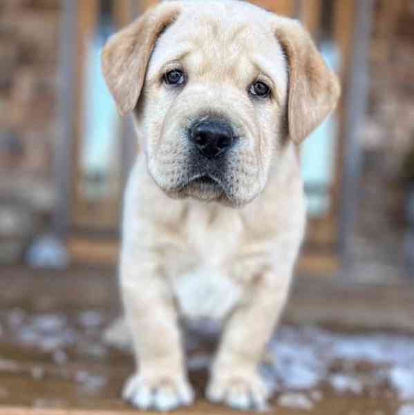 DRAHOCENNÝ LABRADOR ŠTENATA ZDARMA - foto 1