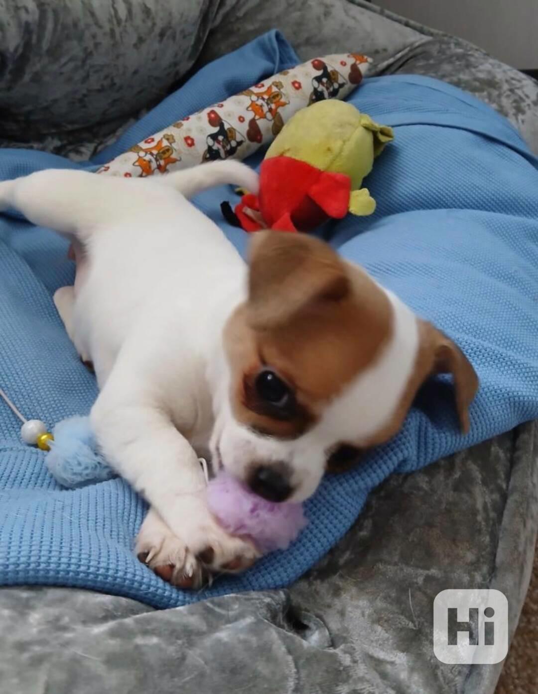 prodeji Mini štěňátka Čivava s PP  - foto 1