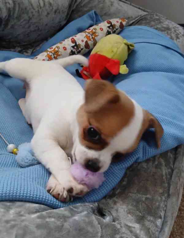 prodeji Mini štěňátka Čivava s PP  - foto 1