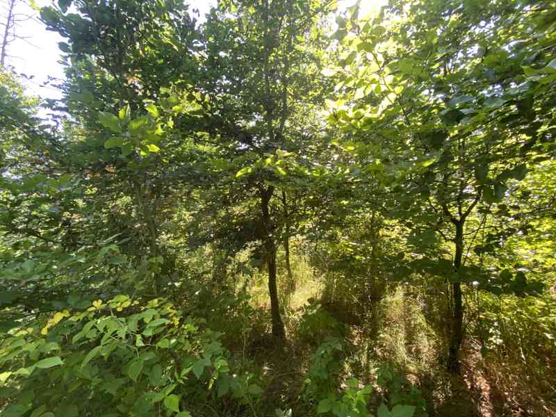 Lesní pozemek Kožichovice - foto 8