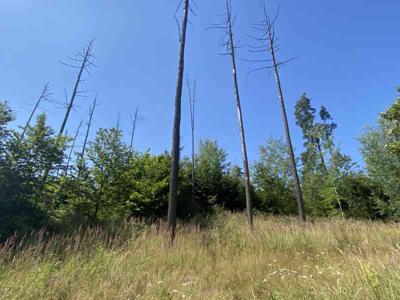 Lesní pozemek Kožichovice - foto 2