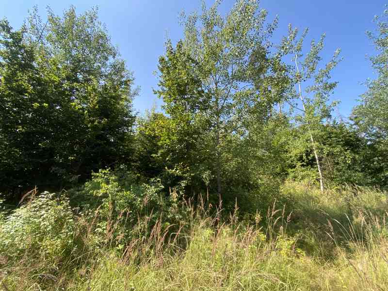 Lesní pozemek Kožichovice - foto 6