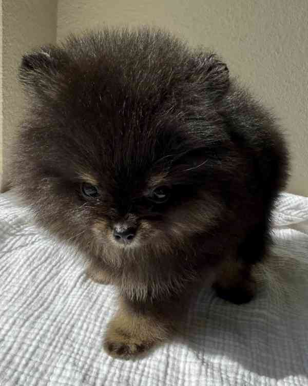 Štěňata pomeranského... - foto 4