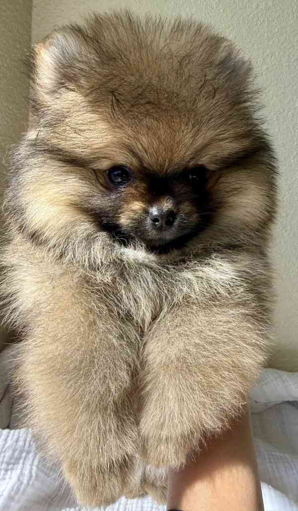 Štěňata pomeranského... - foto 2