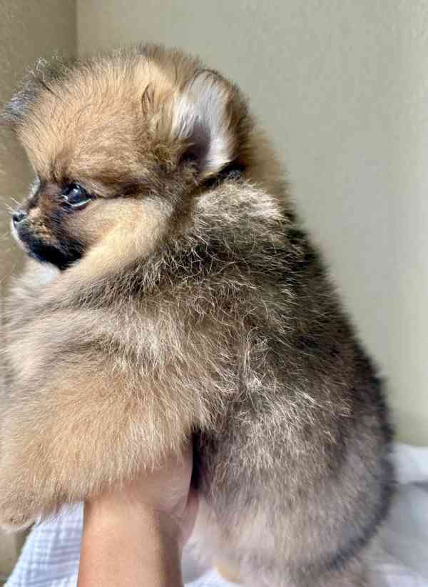 Štěňata pomeranského... - foto 3