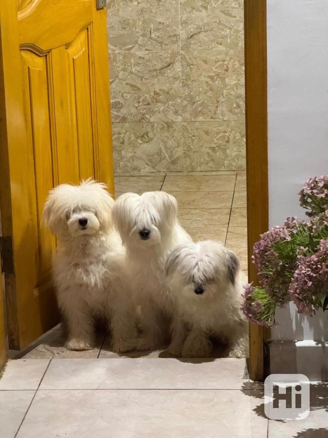 💖 Štěňátka morkií hledají trvalý domov! 💖 - foto 1