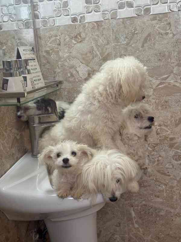 💖 Štěňátka morkií hledají trvalý domov! 💖 - foto 5