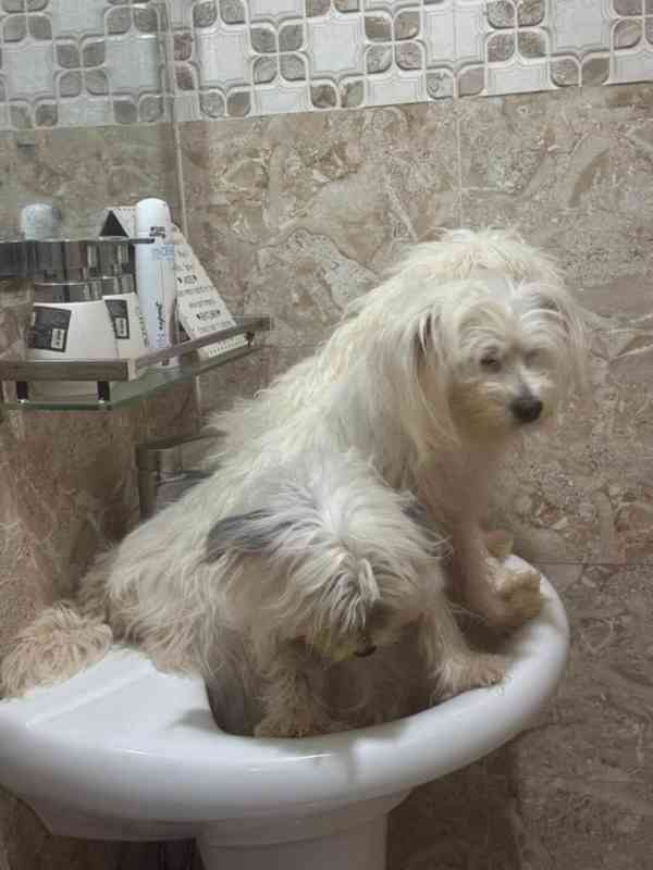 💖 Štěňátka morkií hledají trvalý domov! 💖 - foto 3