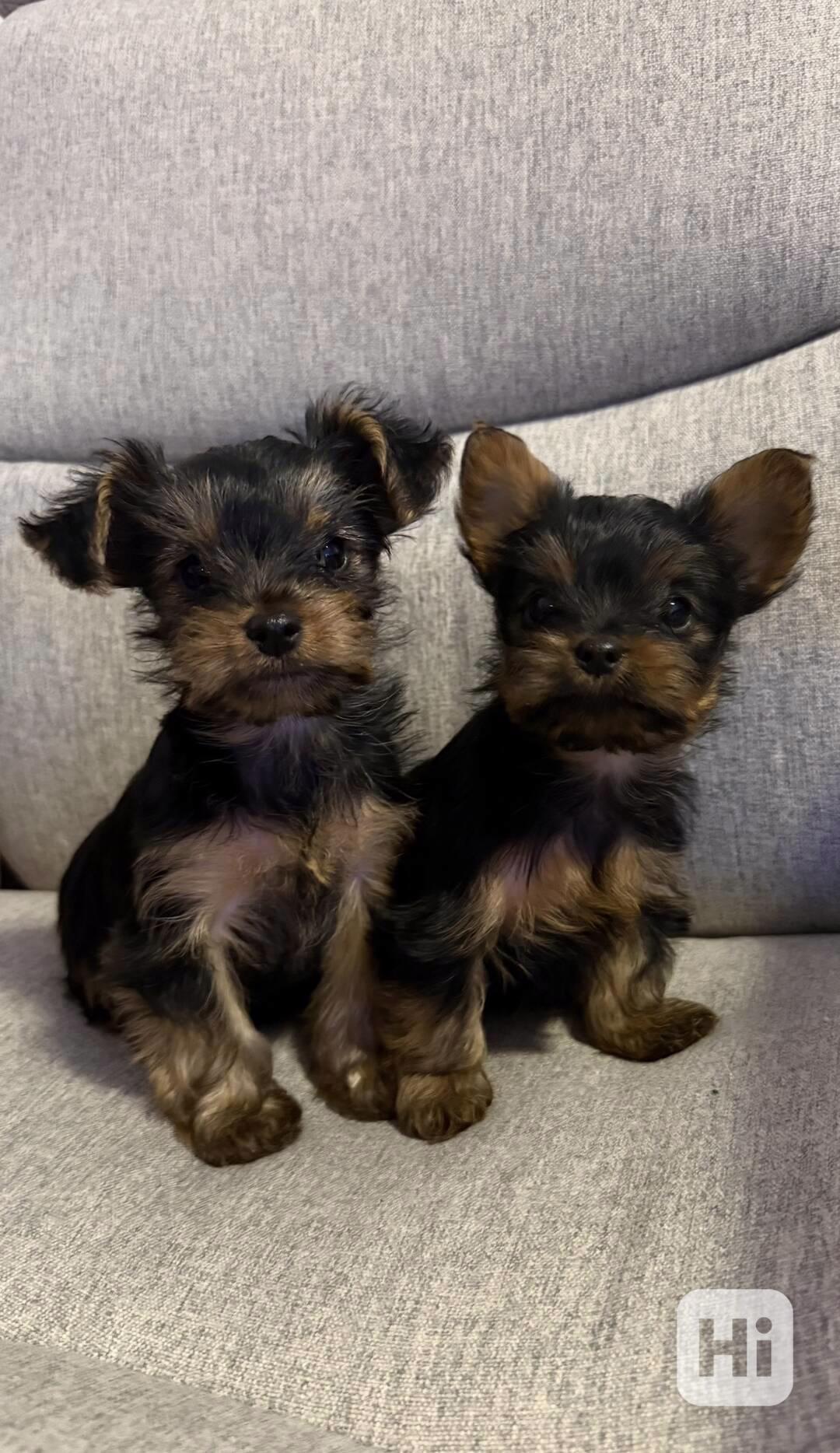 štěňata yorkšírský teriér - foto 1