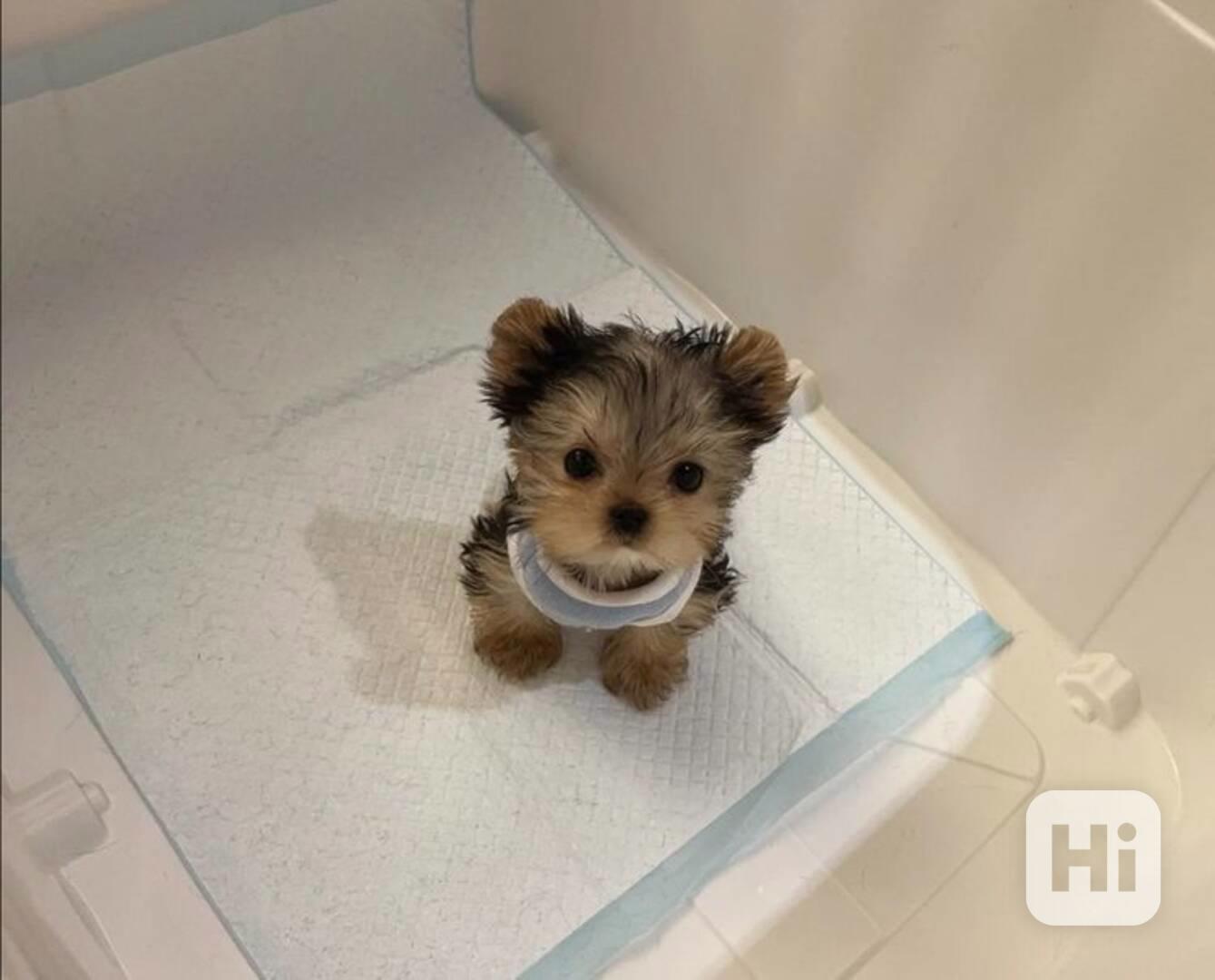 Dárek zdarma Dvě štěňata Yorkie k adopci zdarma   - foto 1