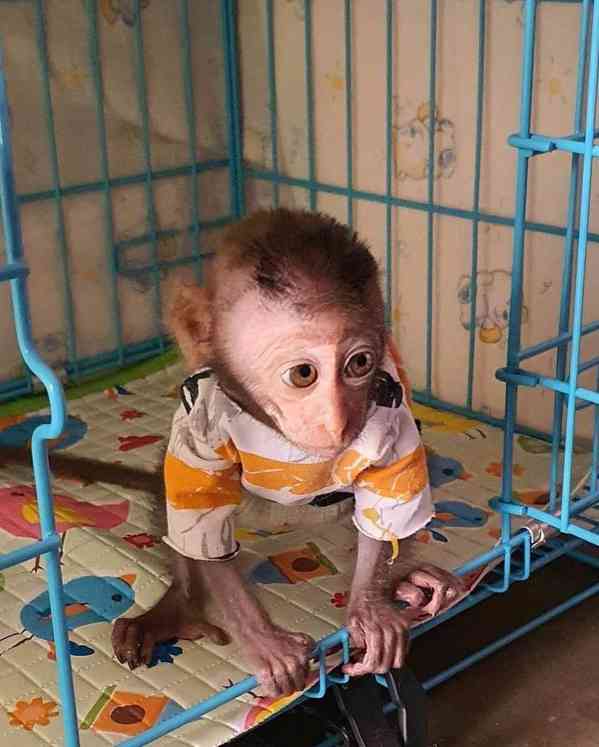 🐒 Přátelské kapucínské opice na prodej