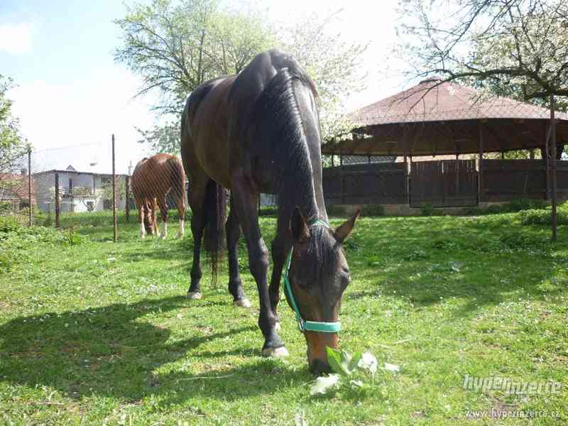 ANGLICKÝ PLNOKREVNÍK , 4-letá klisna - foto 2