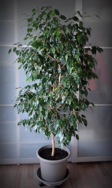 Fikus Benjamin - foto 1