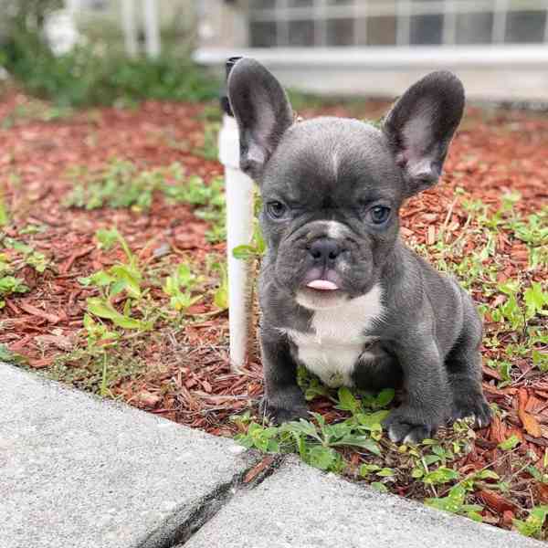 Registrovaná štěňata francouzského buldočka - foto 1