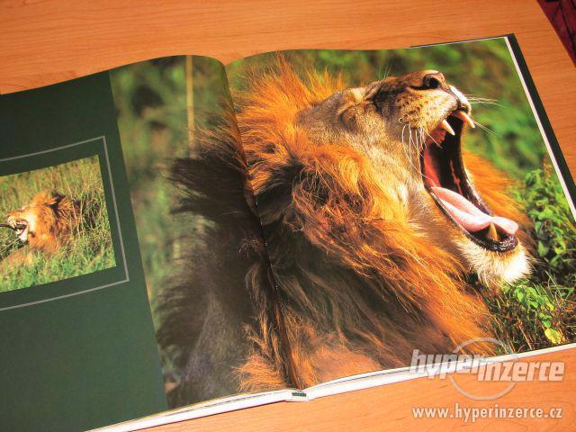 NOVÁ kniha * Jaké to je být lvem * - foto 2