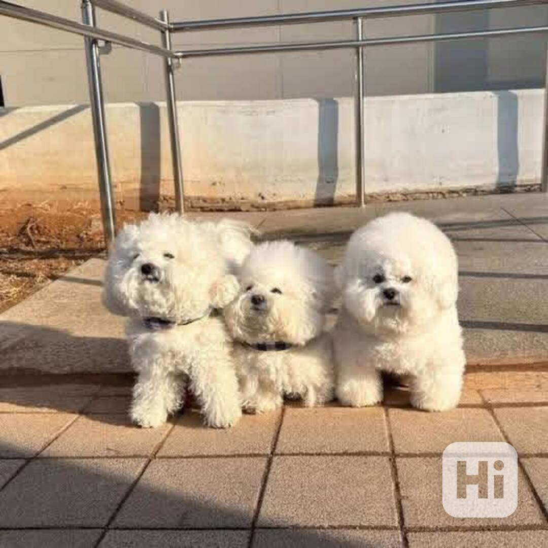 Prodáme rozkošného Bišonek - foto 1