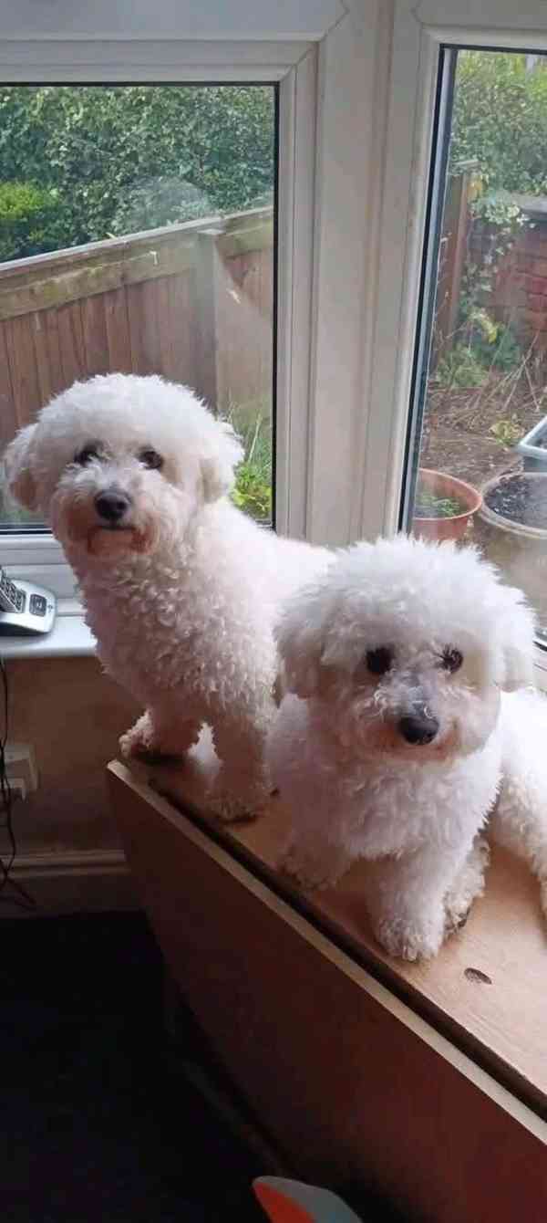 Prodáme rozkošného Bišonek - foto 2