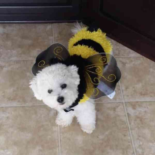 Prodáme rozkošného Bišonek - foto 4