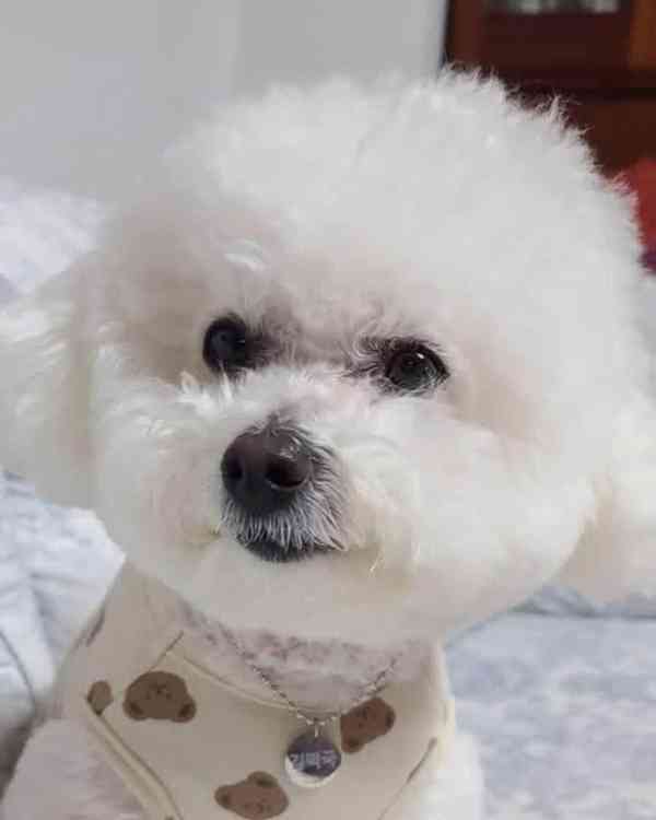 Prodáme rozkošného Bišonek - foto 3