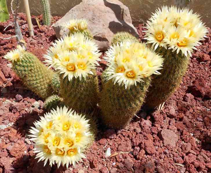 semena kaktus Coryphantha směs druhů